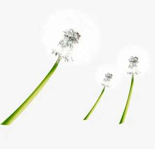 春天漂浮蒲公英种子装饰免抠