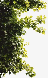 树梢上的叶子免抠