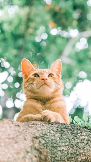 宠物可爱萌猫咪H5背景高清