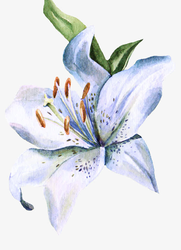 手绘小百合花免抠