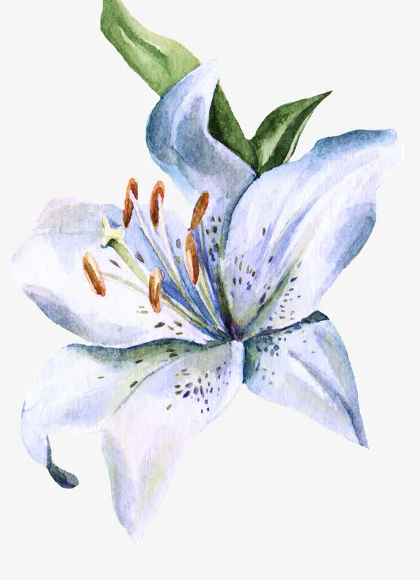 手绘小百合花免抠