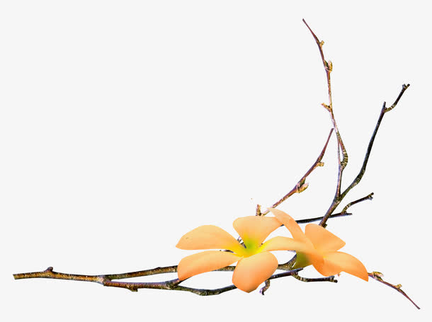 树枝花朵免抠
