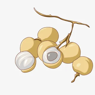 手绘秋季水果龙眼插画免抠