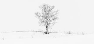 雪地树木淘宝海报背景banner高清