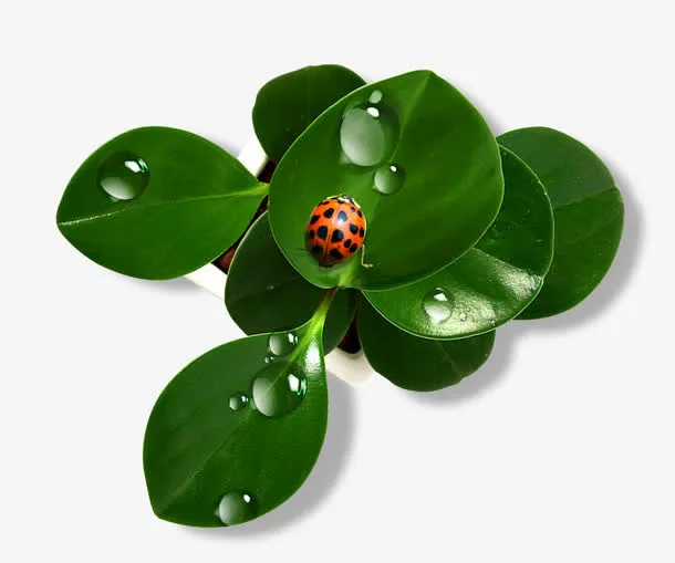 桌面绿色植物免抠
