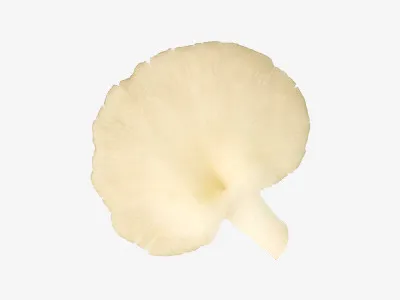 一颗白色的凤尾菇免抠