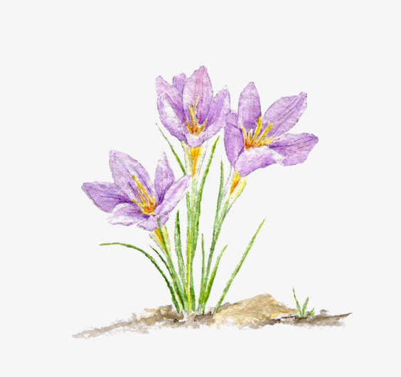 紫色花免抠