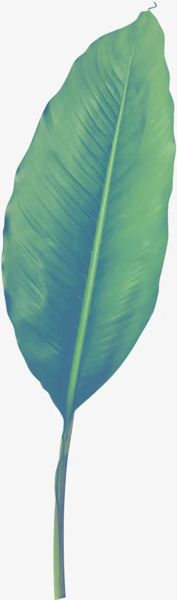 长形绿叶免抠