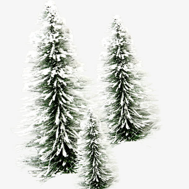 雪松免抠