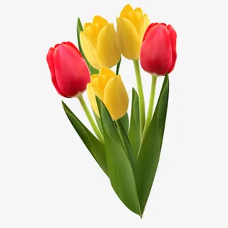 红黄郁金香免抠