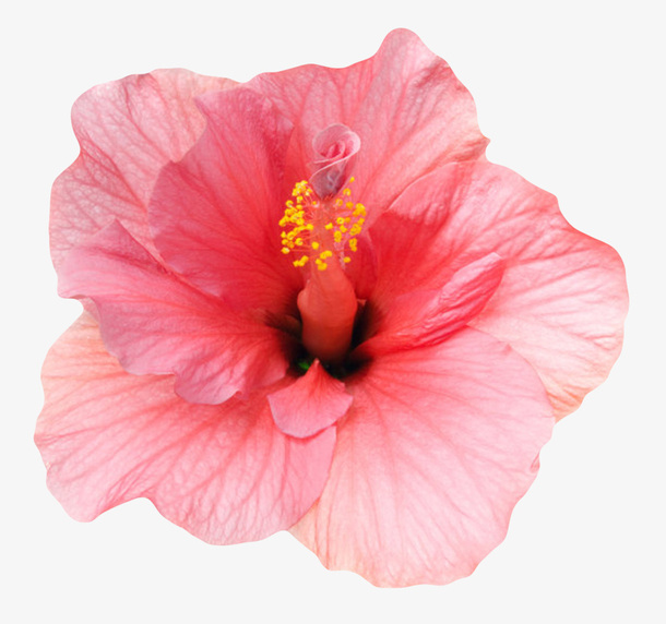 粉红色植物带黄色花芯的一朵大花免抠
