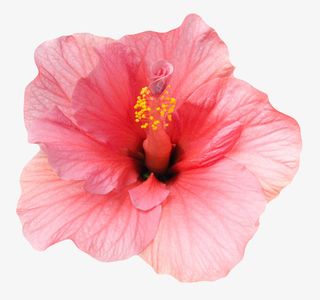 粉红色植物带黄色花芯的一朵大花免抠