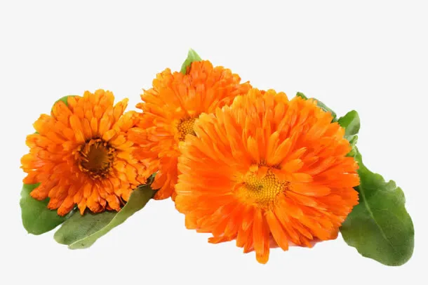 黄色菊花免抠