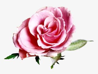 红色玫瑰花花瓣彩绘玫瑰花免抠