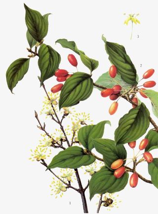 白色茱萸花与果实免抠