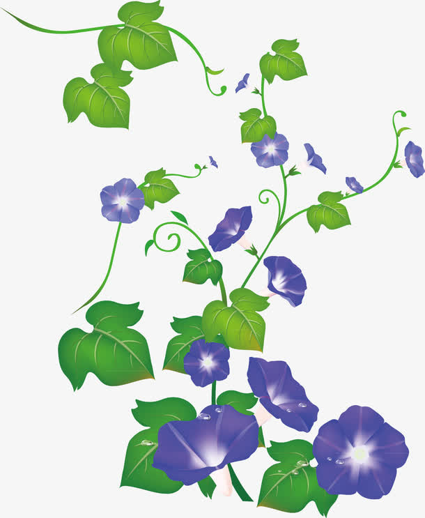 牵牛花元素免抠