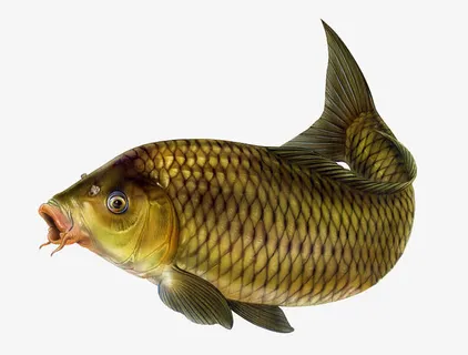 活着的鲤鱼免抠 活着的鲤鱼免抠