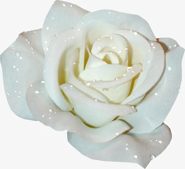 白色花朵免抠