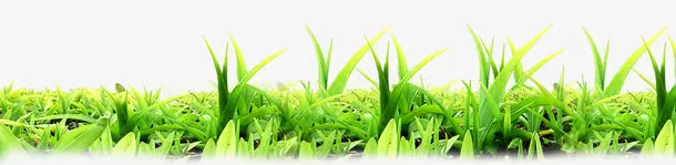 绿色清爽草地发芽小草免抠