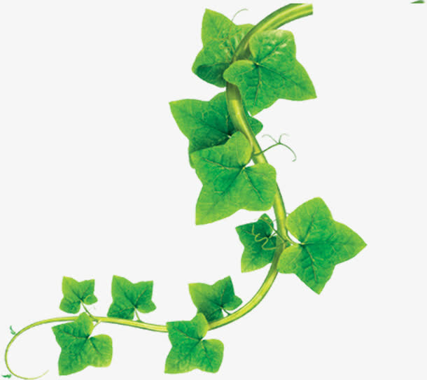 绿色特写树叶设计春天免抠