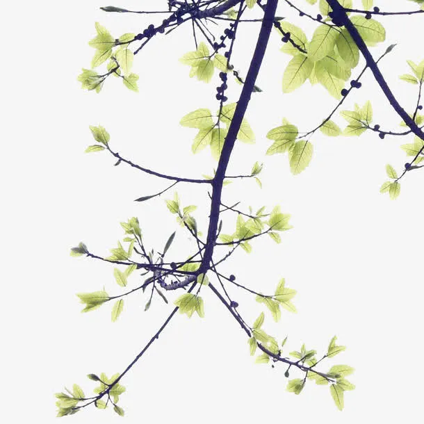 手绘茂盛的树枝树叶免抠