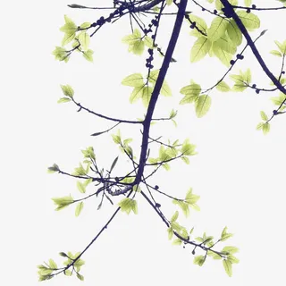 手绘茂盛的树枝树叶免抠