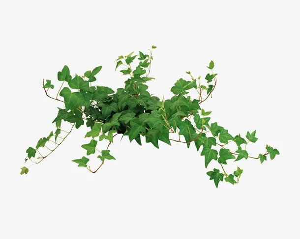 爬山虎免抠