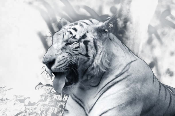 凶猛的白虎免抠