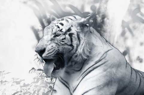 凶猛的白虎免抠