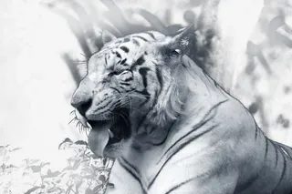 凶猛的白虎免抠