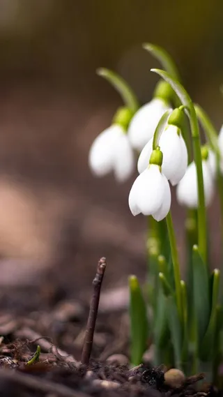 春天黄底绿叶白花H5背景素材高清