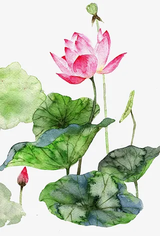 手绘水彩插图夏日荷塘荷花荷叶免抠