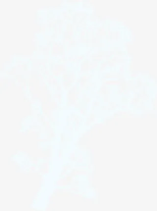 唯美白色大树免抠