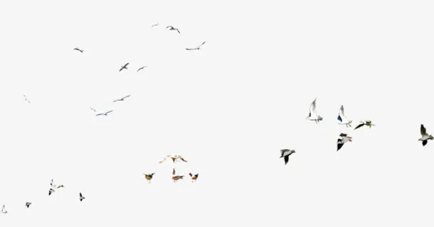 小鸟漂浮素材免抠