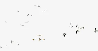小鸟漂浮素材免抠