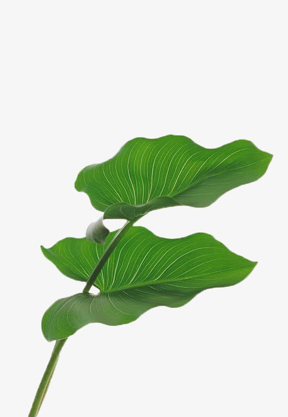 绿色阔叶素材图片免抠