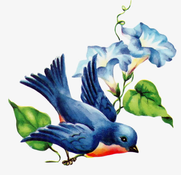 花鸟免抠