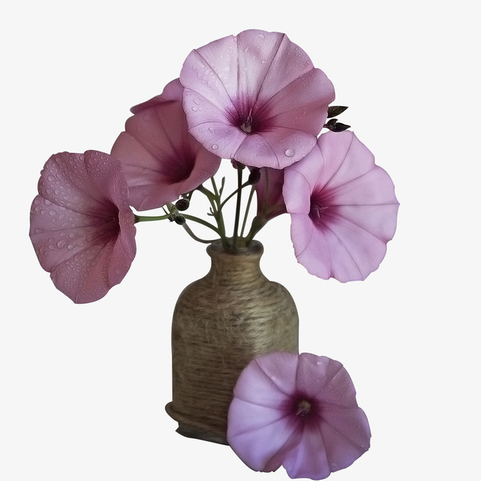 牵牛花 紫色 绿色 春天 夏天免抠