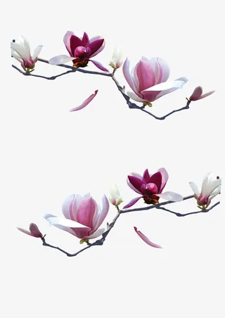 仿真花带树枝话免抠