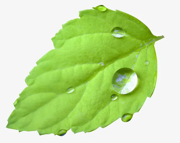 一片透亮的滴水叶子免抠