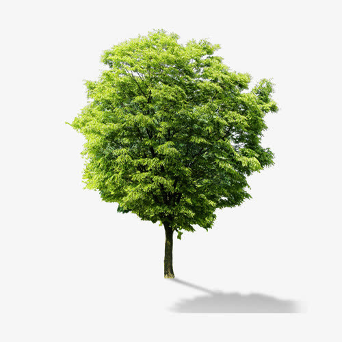 春季清新自然笔直树木免抠