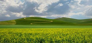 油菜花田背景图高清