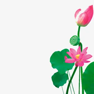 粉红荷花，荷叶，莲蓬，植物免抠