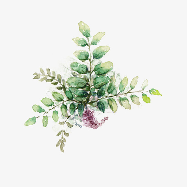 手绘植物免抠