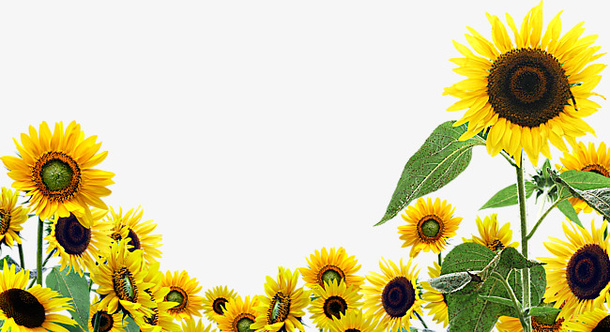 花草矢量花卉素材免抠