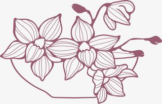 石斛花矢量素材免抠