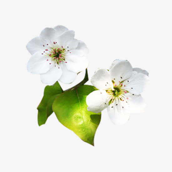 白梨花花瓣开花图片素材免抠