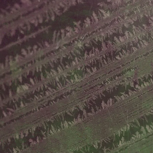 冰晶花纹背景