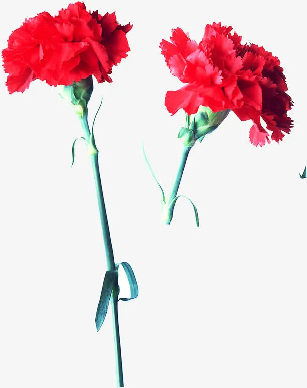 红色鲜花康乃馨花朵母亲节鲜红免抠