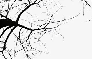 光秃秃的枯树枝免抠